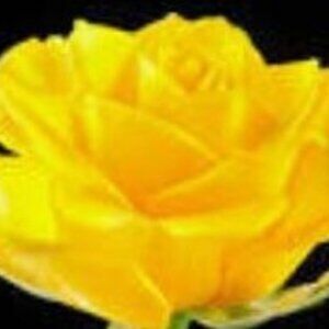 Loft Purple Short Sleeve Sweater Size Medium MSRP $80